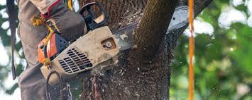 Best Tree Removal Service  in USA